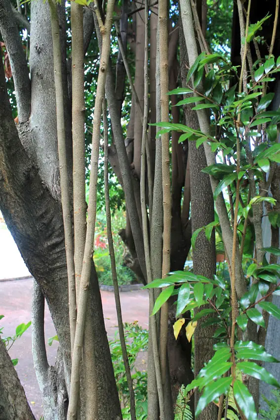 Bois de Gaulette, arbre endémique de La Réunion